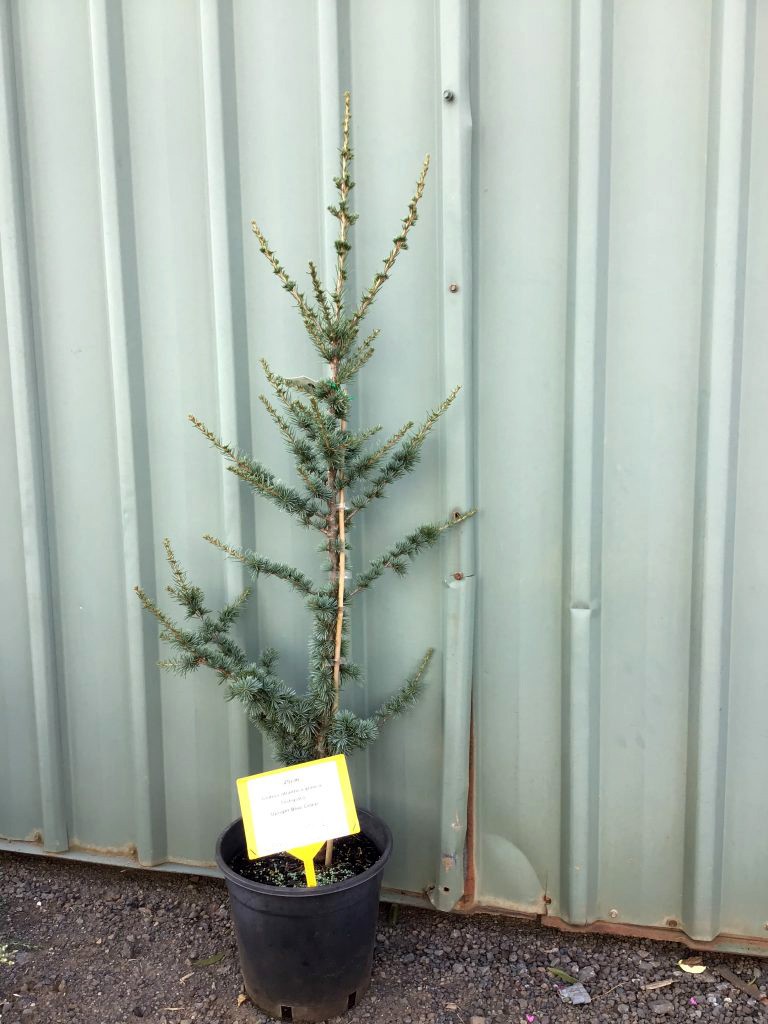 Cedrus atlantica glauca fastigiata Upright Blue Cedar - Nishiki Nursery