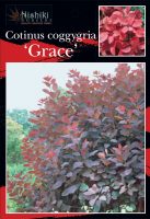 Cotinus-coggygria-Grace-1