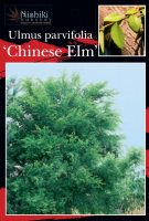 Ulmus-parvifolia-Chinese-Elm-1