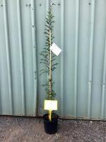 Ulmus-parvifolia-Chinese-Elm-20cm-768x1024