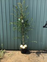 Ulmus-parvifolia-Chinese-Elm-30-33cm